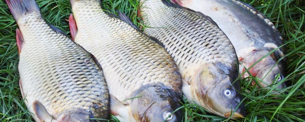 秋季保健 保健 吃鱼 营养价值 脂肪 维生素 医用价值 皮肤
